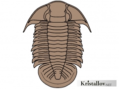 Надсемейство Леиостегиоидеа (Leiostegioidea)