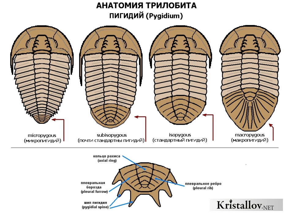 Анатомия трилобита - Пигидий
