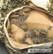 Псевдоморфоза родохрозита по раковинам моллюсков.