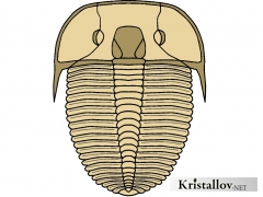 Надсемейство Аулакоплевроидеа (Aulacopleuroidea)