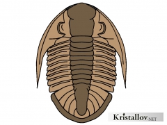Надсемейство Батиуроидеа (Bathyuroidea)
