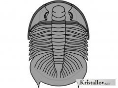 Надсемейство Дикелоцефалоидеа (Dikelocephaloidea)