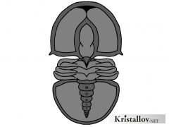 Надсемейство Эодисцоидеа (Eodiscoidea)