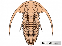Фаллотаспидоидеа (Fallotaspidoidea)