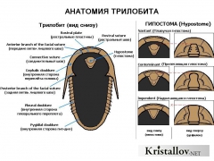 Анатомия трилобита - Гипостома