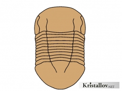 Иллаенидае (Illaenidae)