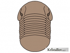 Надсемейство Иллаеноидеа (Illaenoidea)