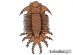 Надсемейство Лихоидеа (Lichoidea)
