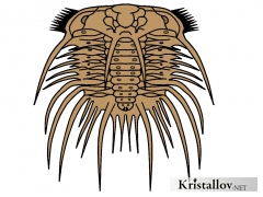Надсемейство Одонтоплевроидеа (Odontopleuroidea)