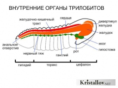 Анатомия органов трилобитов