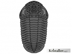Надсемейство Факопоидеа (Phacopoidea)
