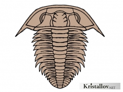 Надсемейство Эллипсоцефалоидеа (Ellipsocephaloidea)