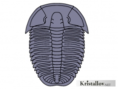 Надсемейство Птихопариоидеа (Ptychoparioidea)