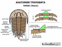 Анатомия трилобита - Торакс