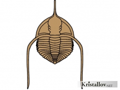 Тринуклеиоидеа (Trinucleioidea)