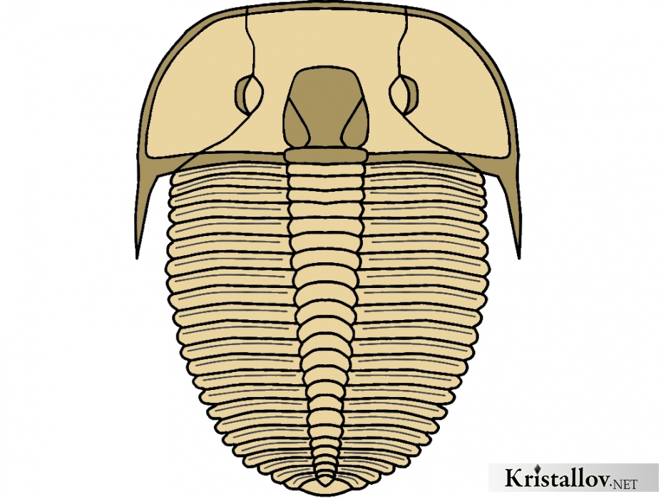 Надсемейство Аулакоплевроидеа (Aulacopleuroidea)