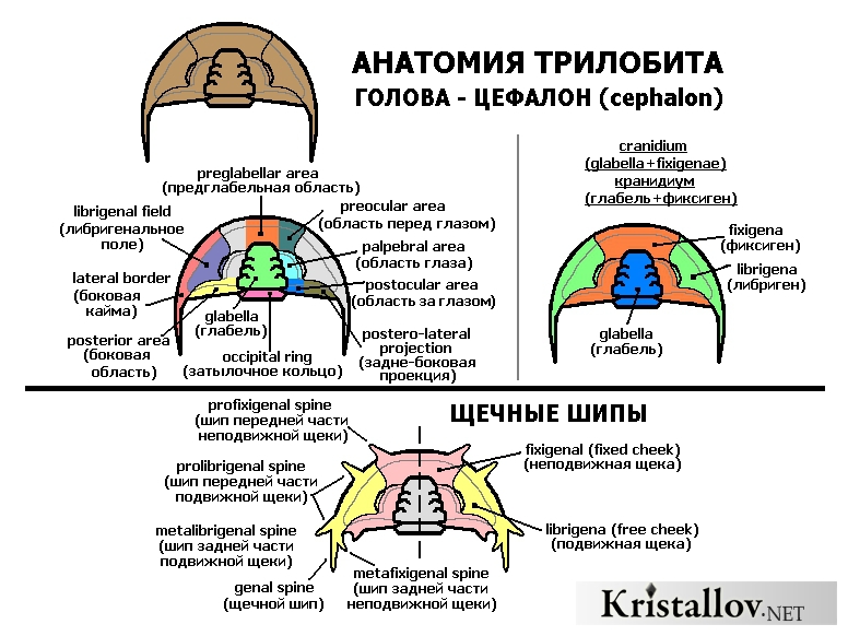 Анатомия трилобита - Цефалон