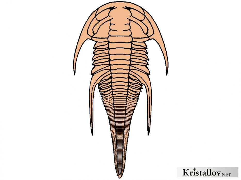 Надсемейство Эмуэллоидеа (Emuelloidea)