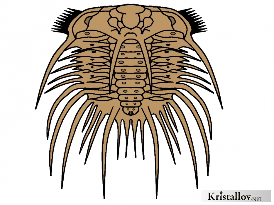 Надсемейство Одонтоплевроидеа (Odontopleuroidea)