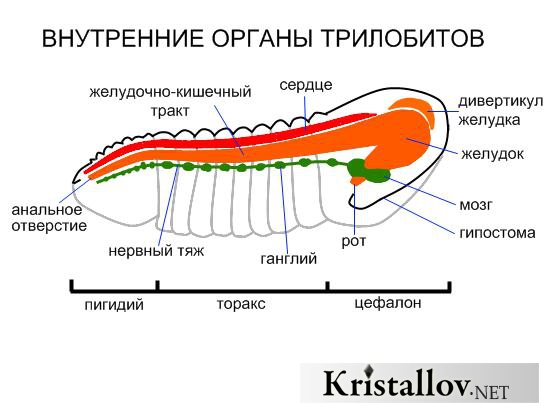 Анатомия органов трилобитов