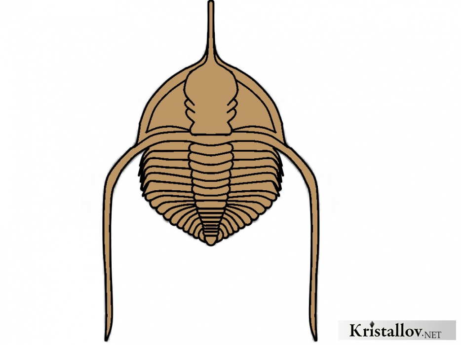 Надсемейство Тринуклеиоидеа (Trinucleioidea)