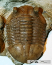 Азафус корнутус (Asaphus cornutus)