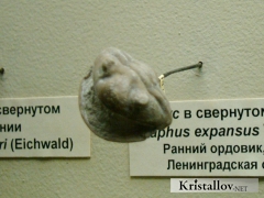 Трилобит Азафус экспансус (Asaphus expansus)