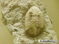 Трилобит Азафус лепидурус (Asaphus lepidurus)