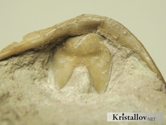 Гипостома трилобита Asaphus sp.