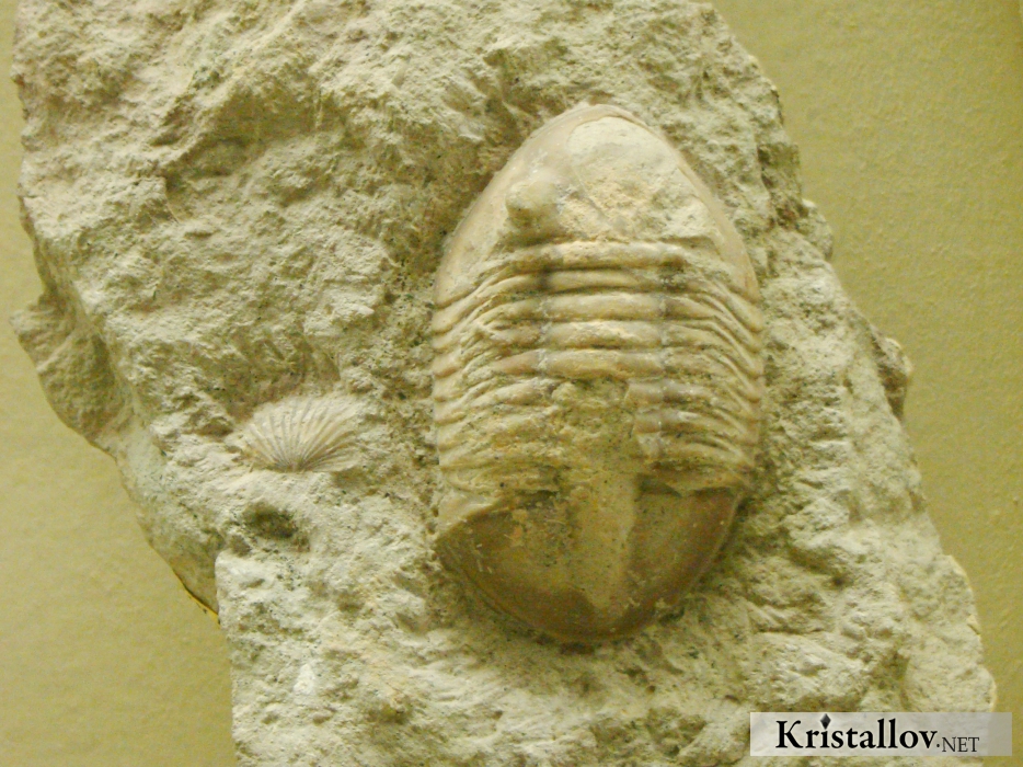 Трилобит Азафус лепидурус (Asaphus lepidurus)